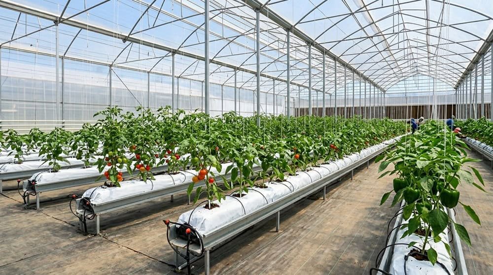 Coco Peat Grow Bags Supplier for Greenhouses